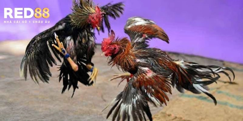 Thomo - cái tên nổi tiếng nhất hiện nay